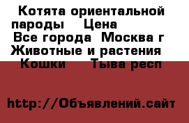 Котята ориентальной пароды  › Цена ­ 12 000 - Все города, Москва г. Животные и растения » Кошки   . Тыва респ.